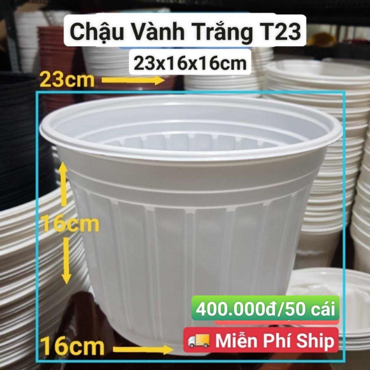 50 Chậu Vành Trắng T23