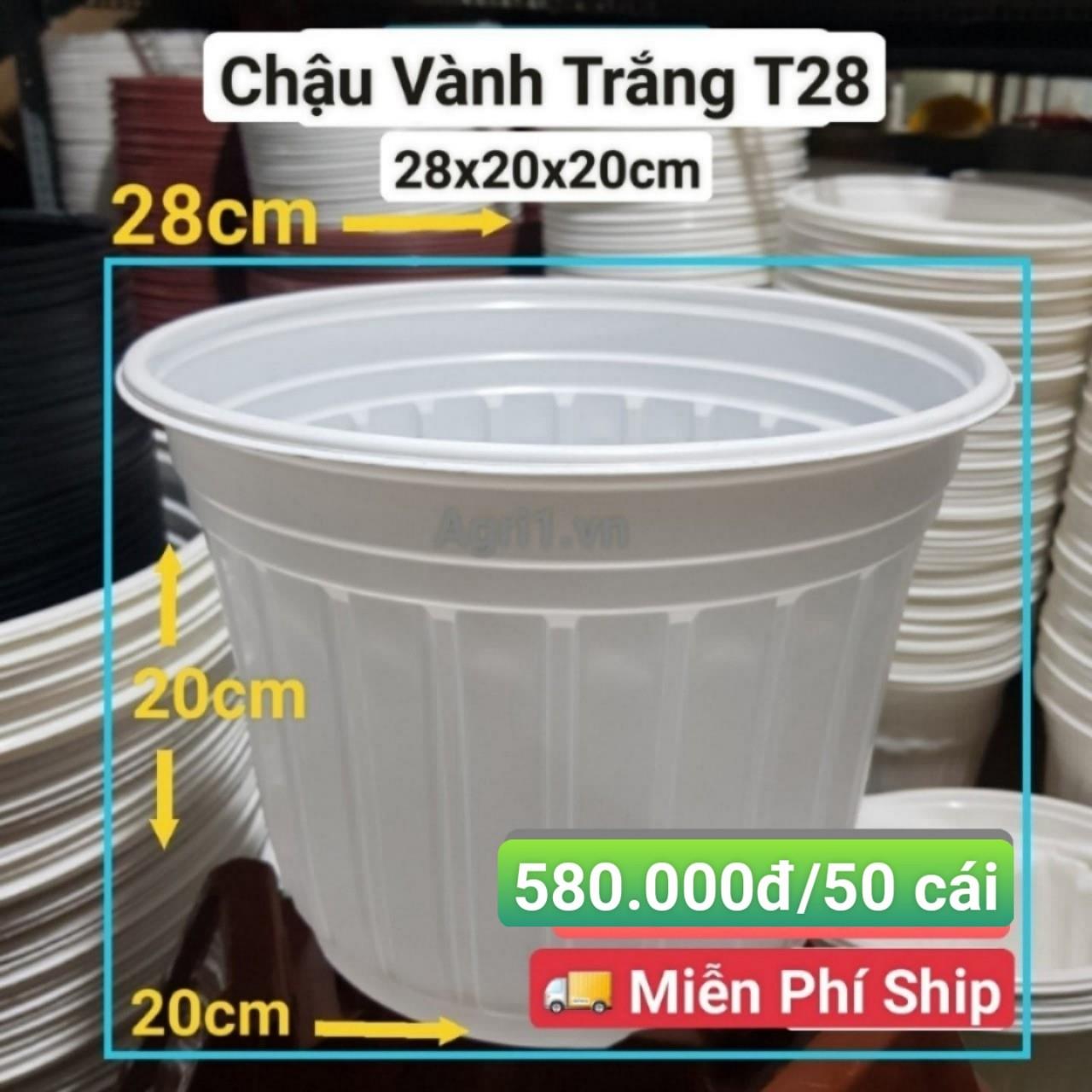 50 Chậu Vành Trắng T28