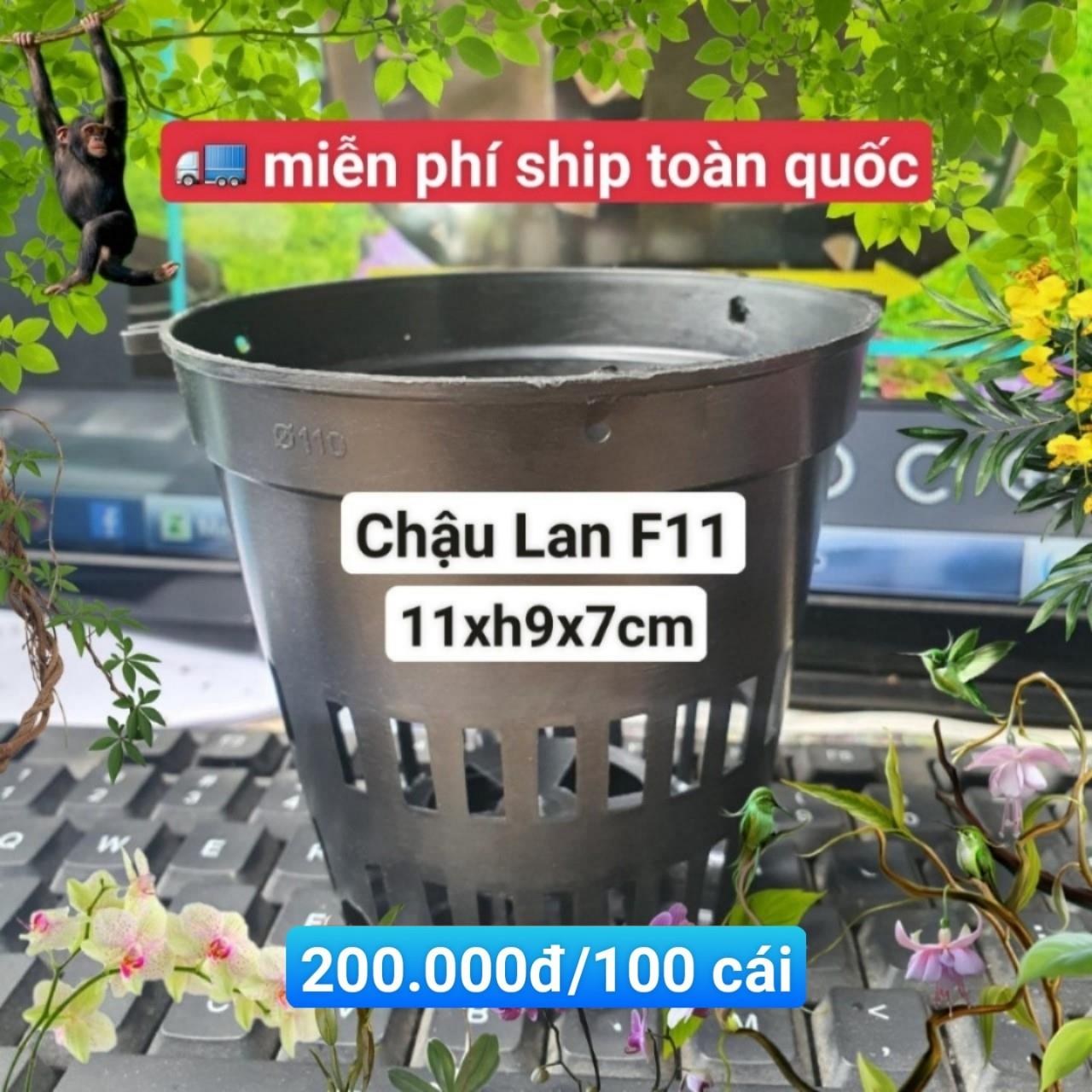 100 Chậu Lan Đen F11
