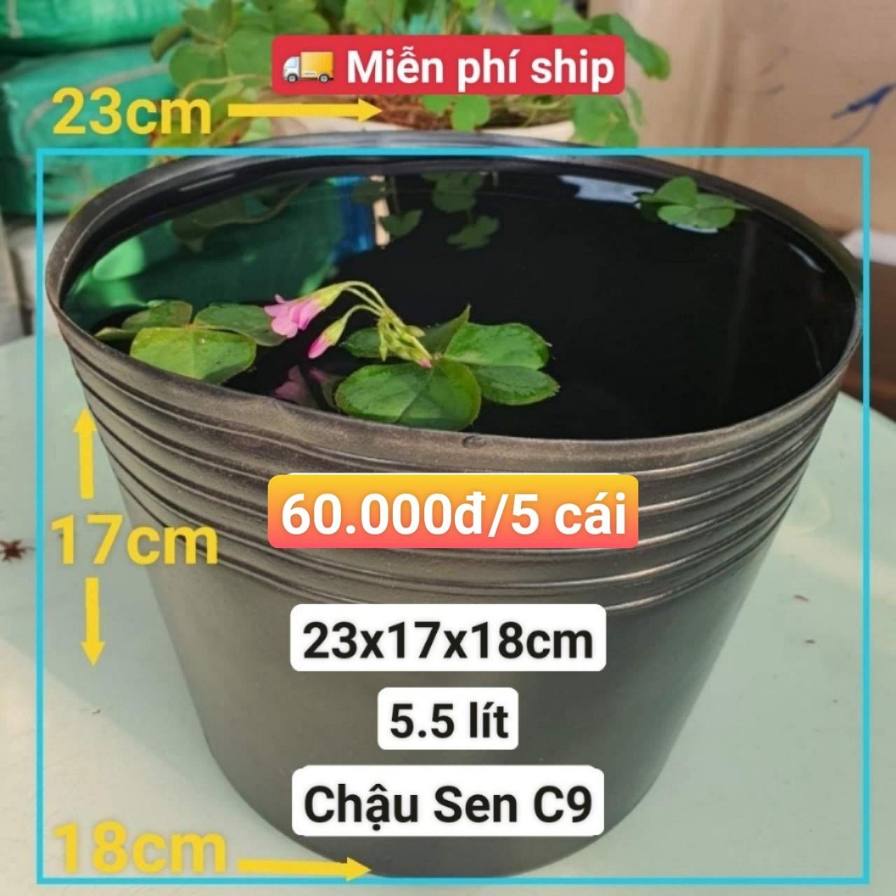 5 Chậu Nhựa Trồng Sen C9