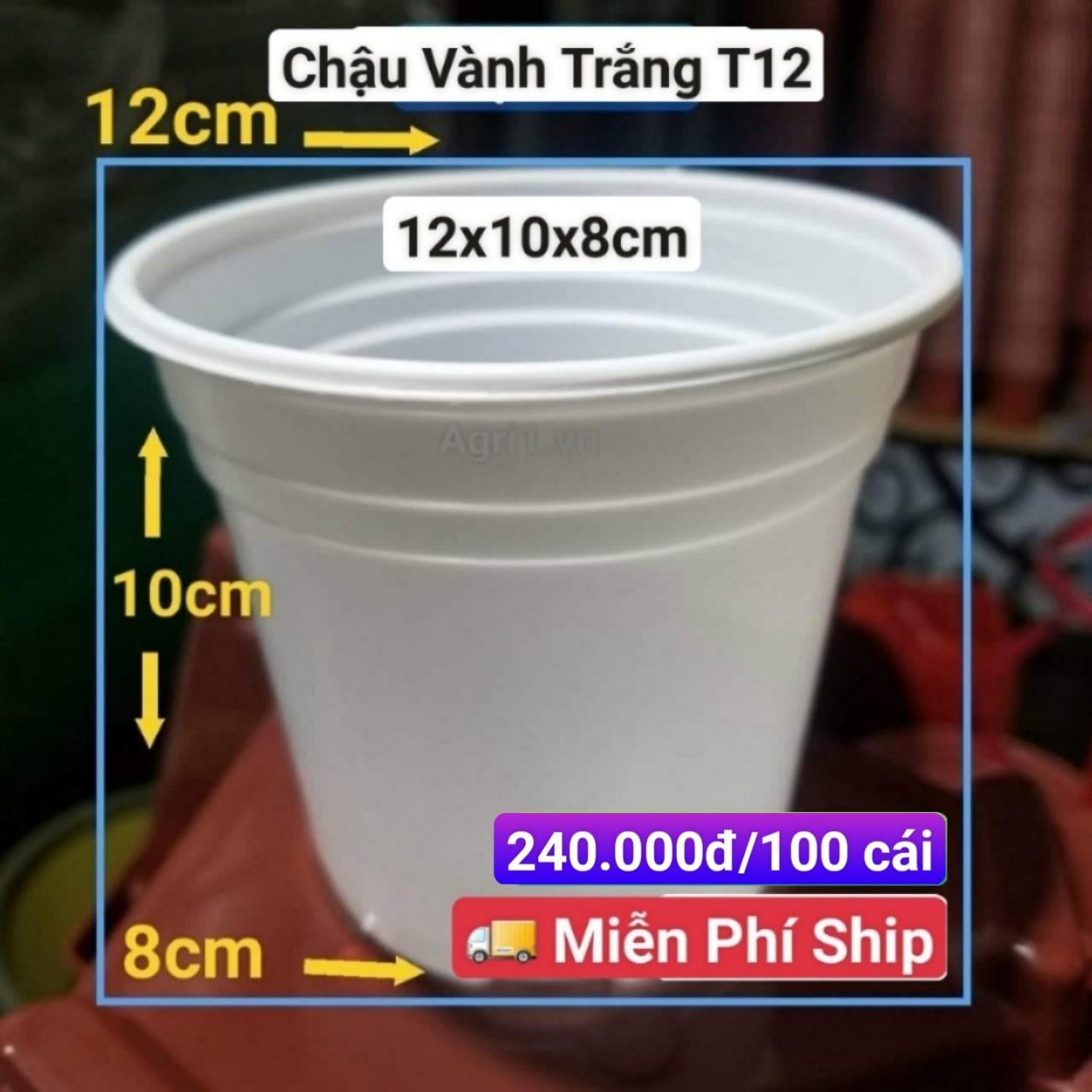 100 Chậu Vành Trắng T12