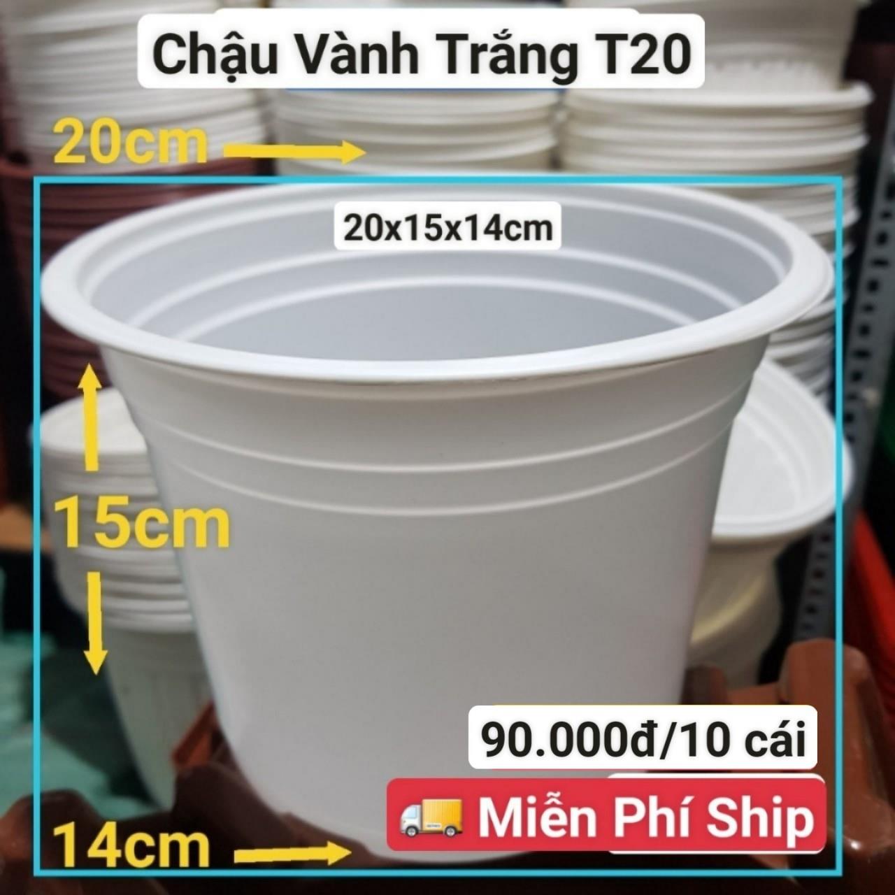 10 Chậu Vành Trắng T20