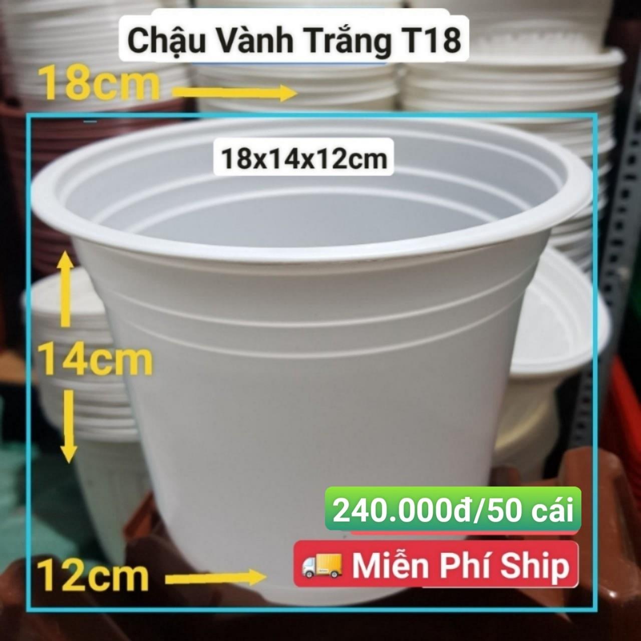 50 Chậu Vành Trắng T18