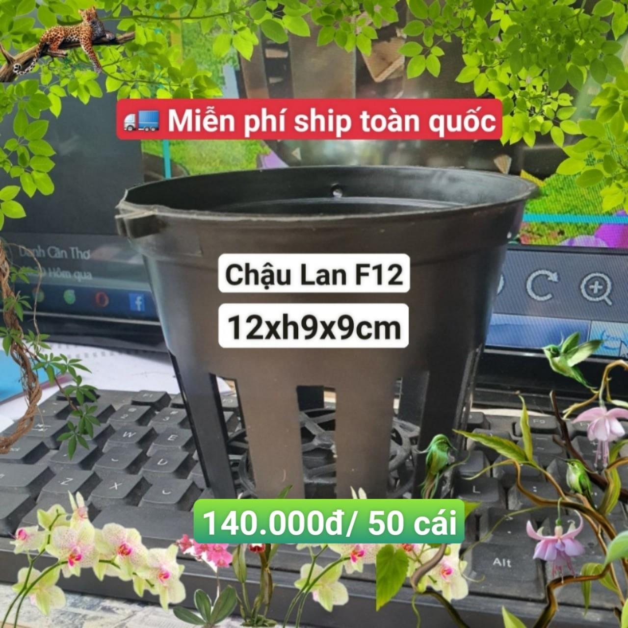 50 Chậu Lan Đen F12