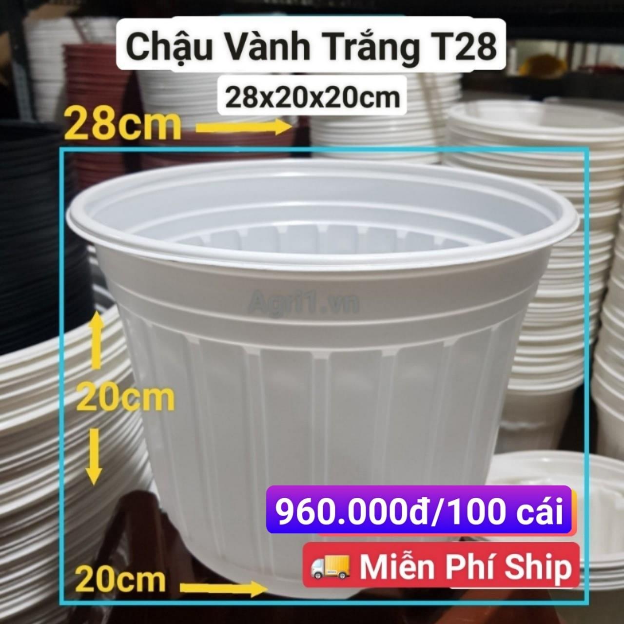 100 Chậu Vành Trắng T28