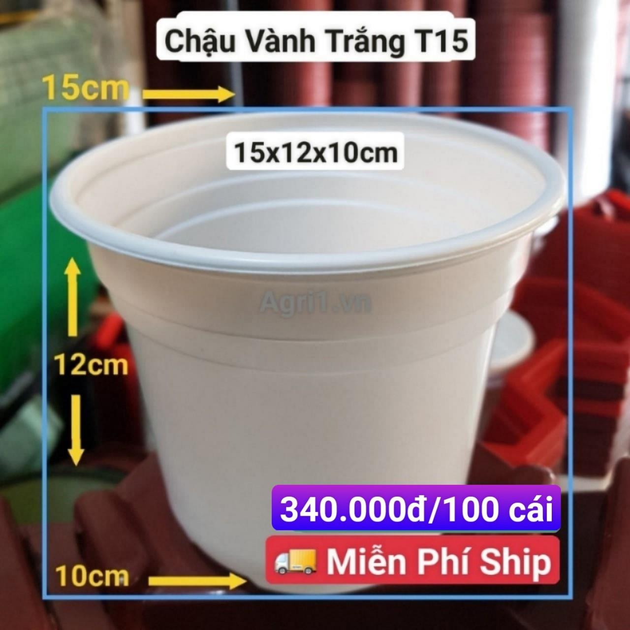 100 Chậu Vành Trắng T15