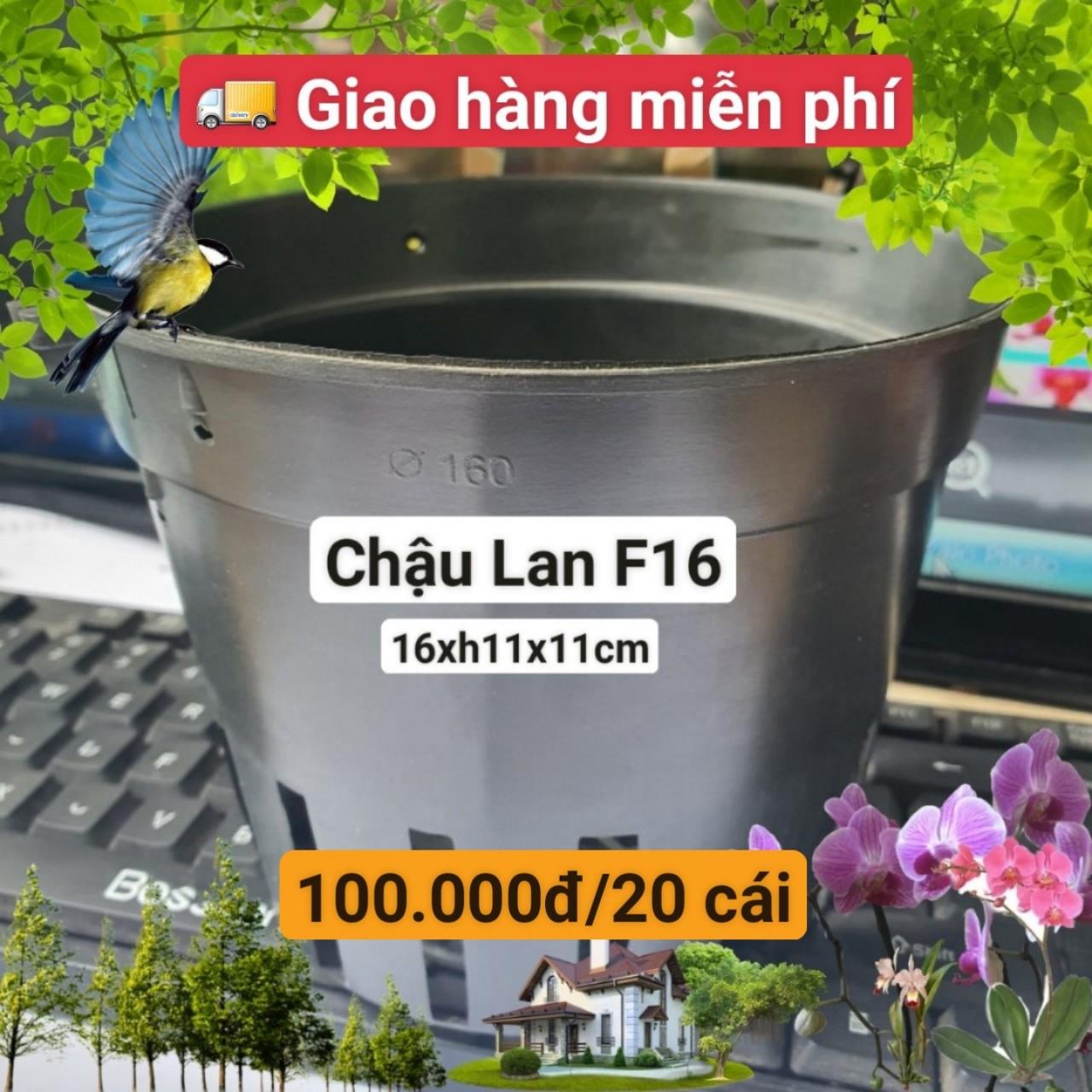 20 Chậu Lan Đen F16