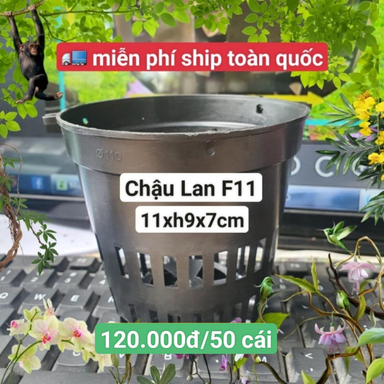 50 Chậu Lan Đen F11