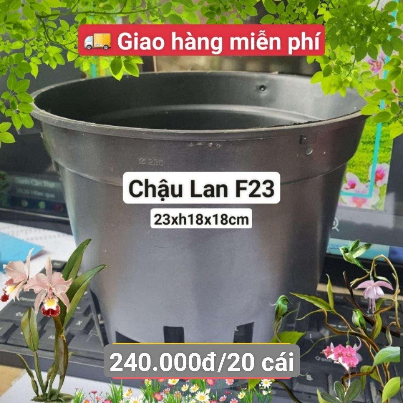 20 Chậu Lan Đen F23