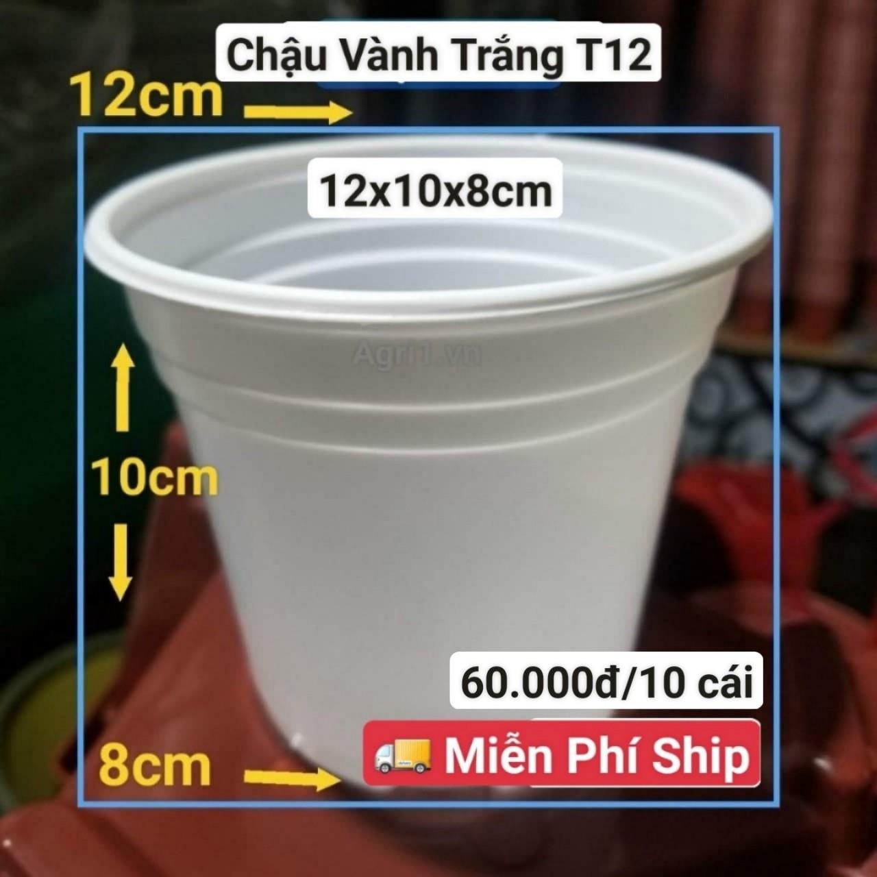 10 Chậu Vành Trắng T12