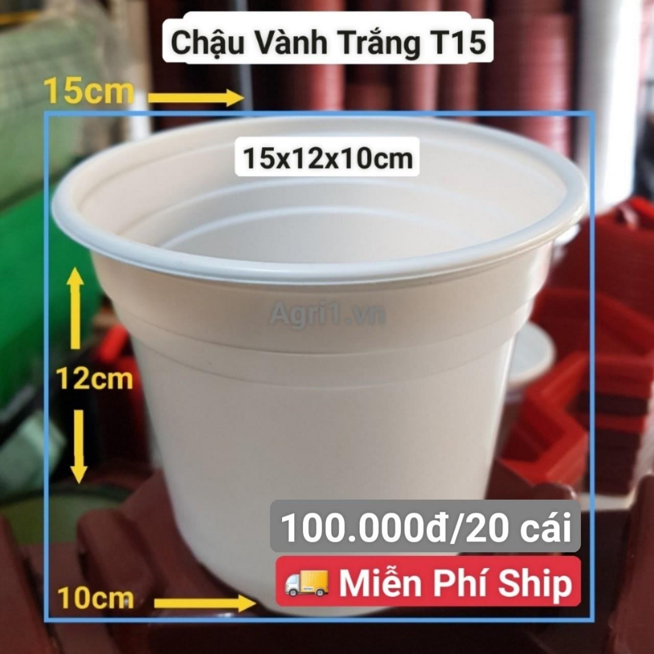 20 Chậu Vành Trắng T15