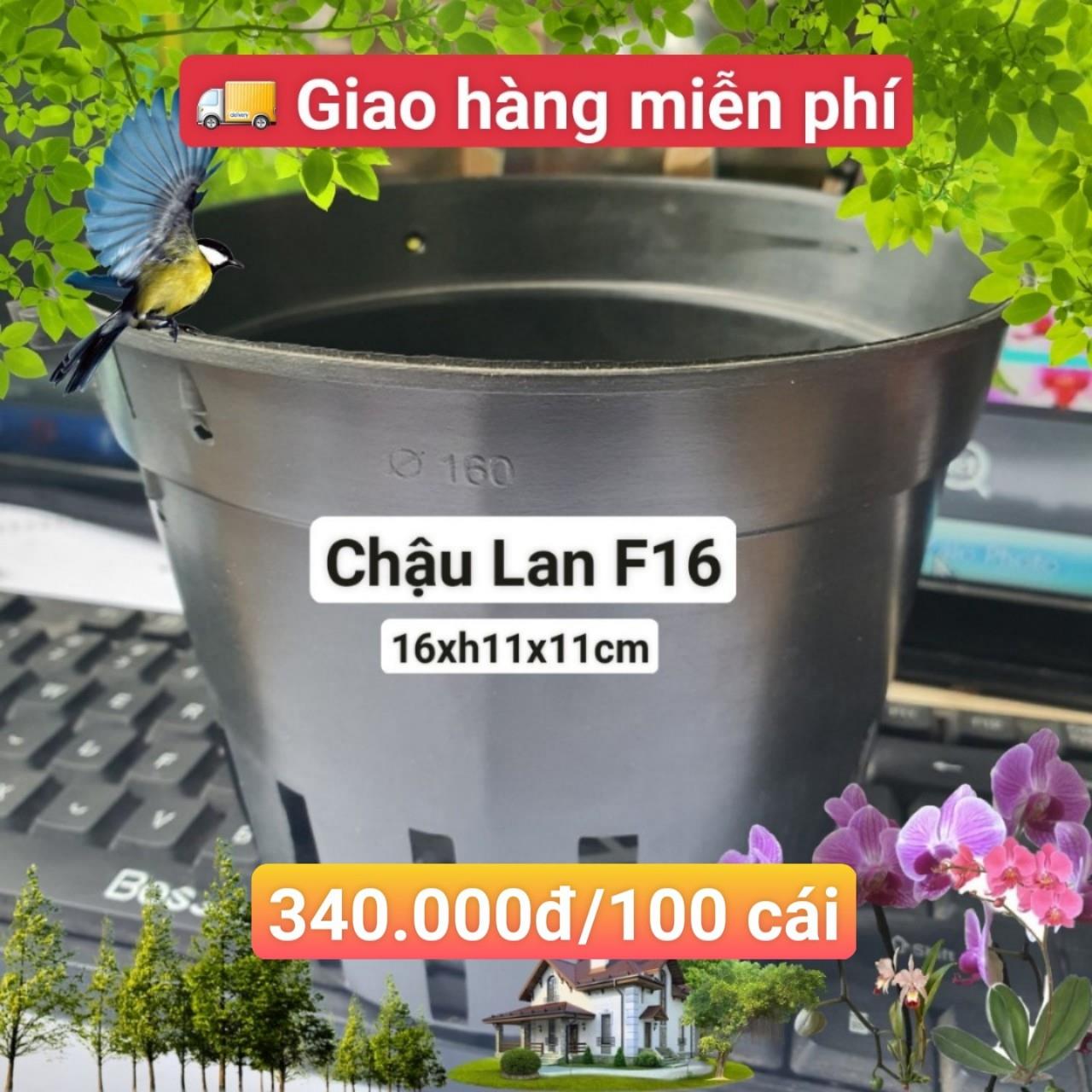 100 Chậu Lan Đen F16