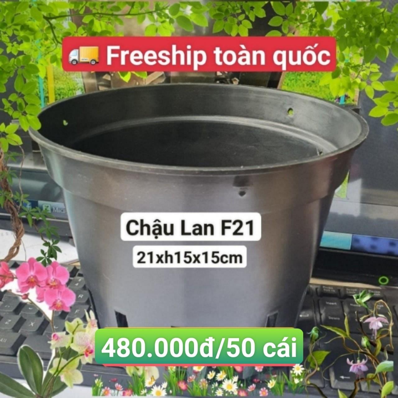 50 Chậu Lan Đen F21