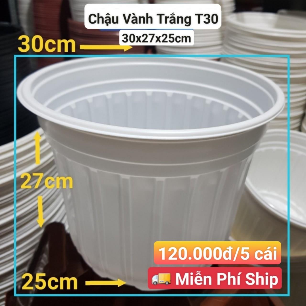 5 Chậu Vành Trắng T30