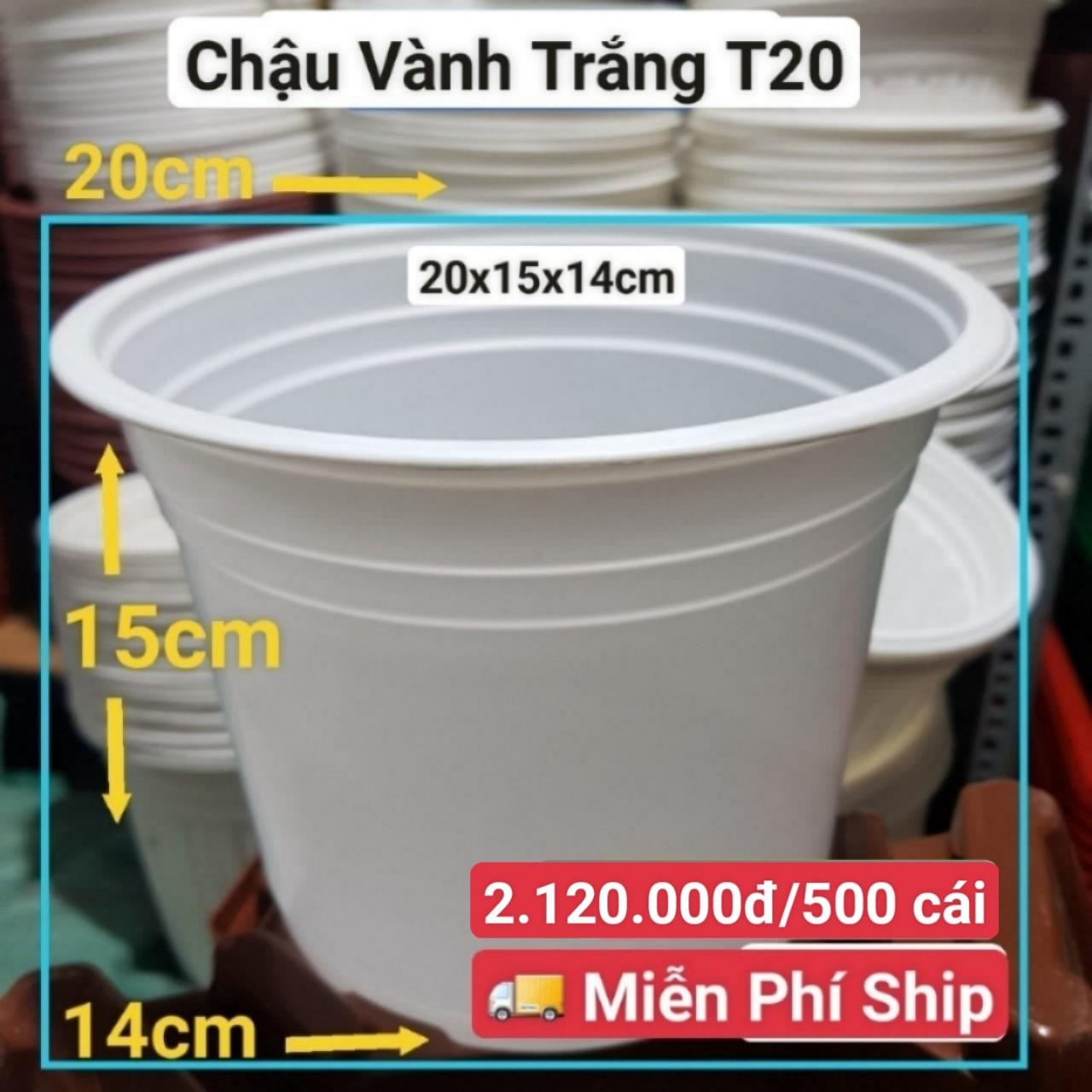 500 Chậu Vành Trắng T20