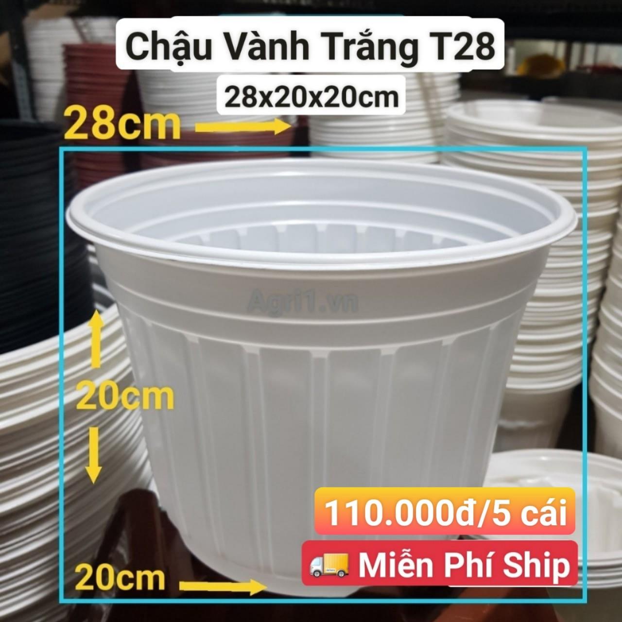 5 Chậu Vành Trắng T28