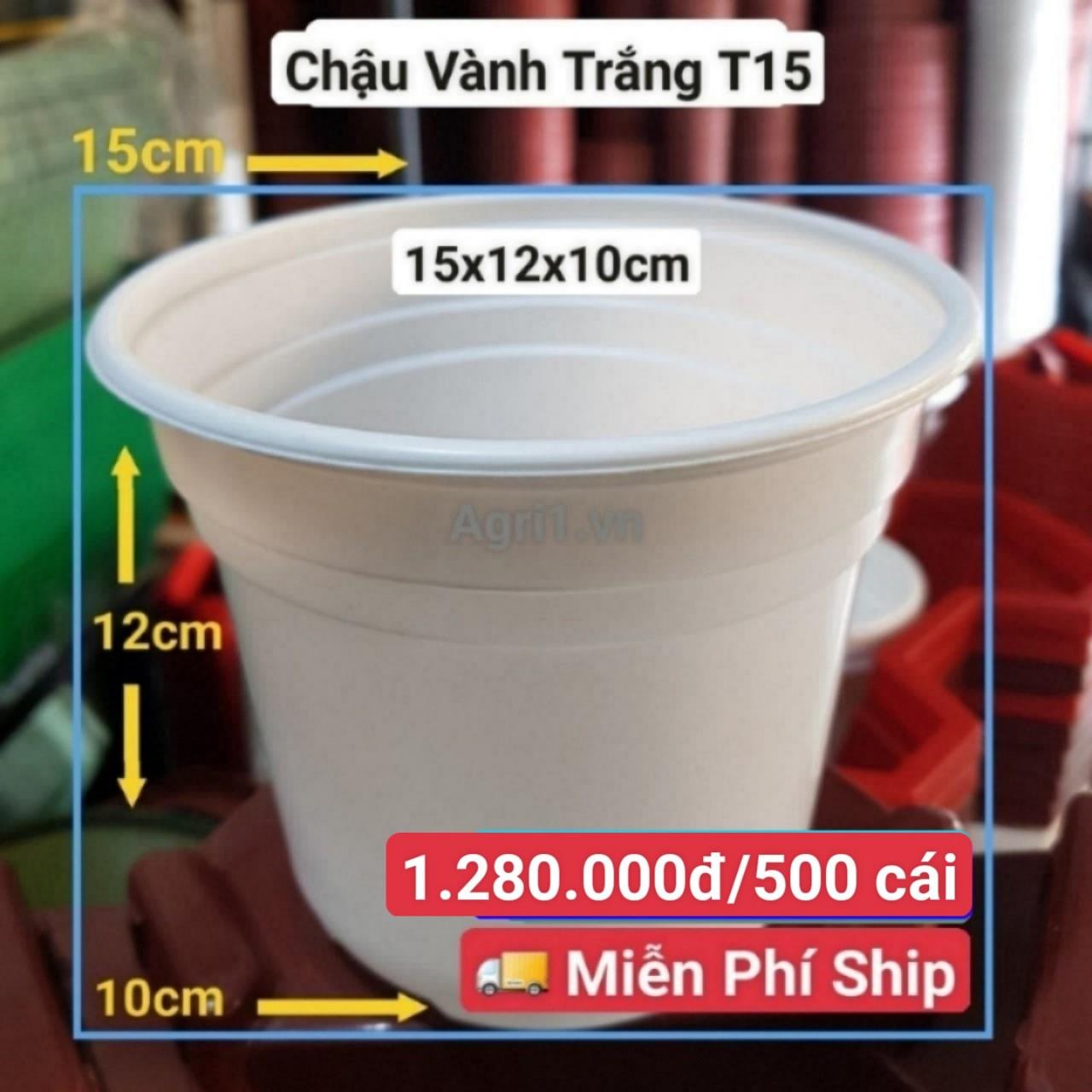 500 Chậu Vành Trắng T15