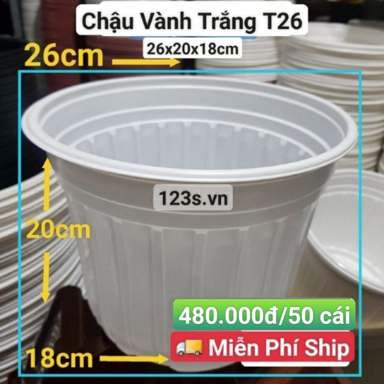 50 Chậu Vành Trắng T26