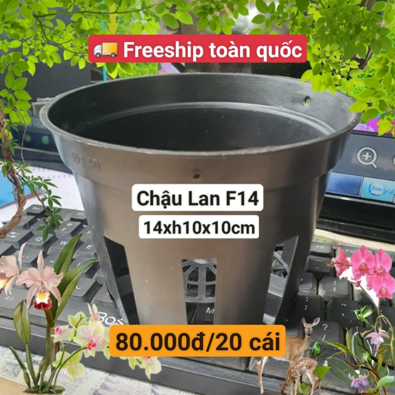 20 Chậu Lan Đen F14