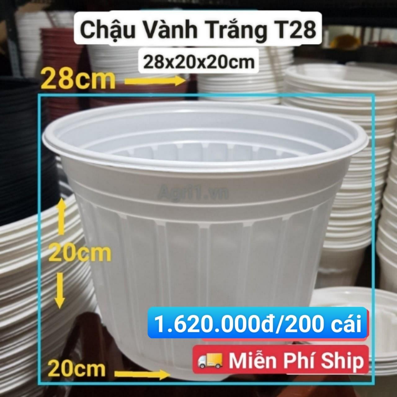 200 Chậu Vành Trắng T28