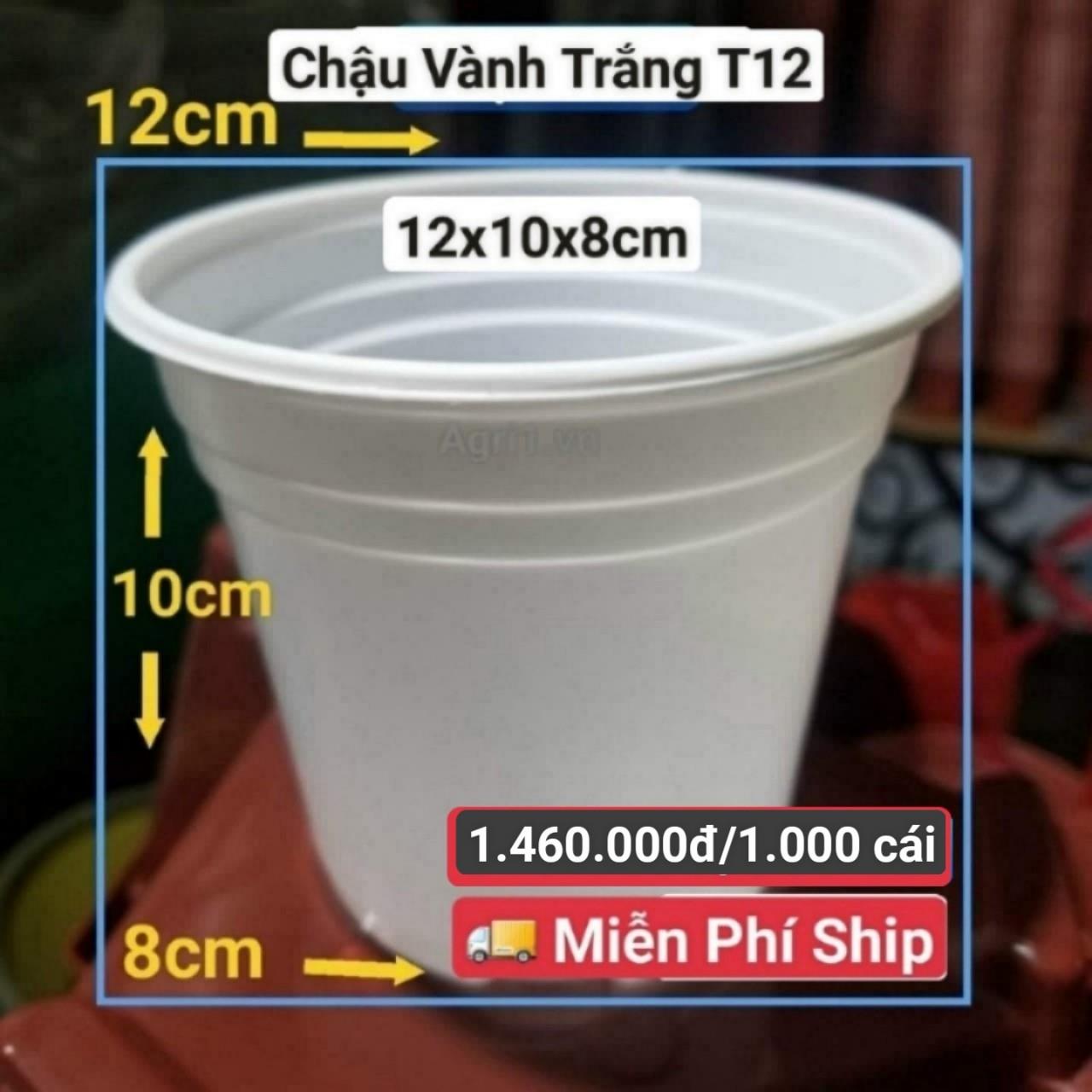1000 Chậu Vành Trắng T12