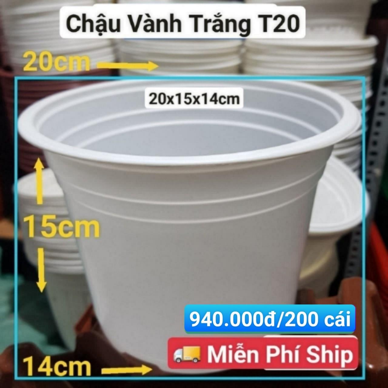 200 Chậu Vành Trắng T20