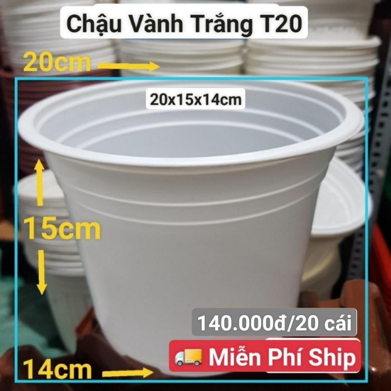 20 Chậu Vành Trắng T20