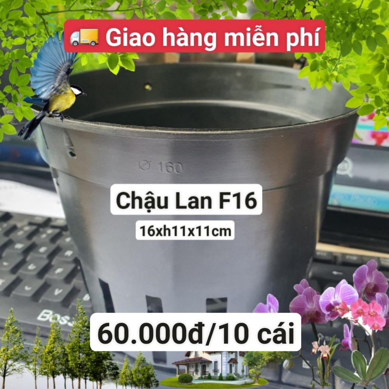 10 Chậu Lan Đen F16