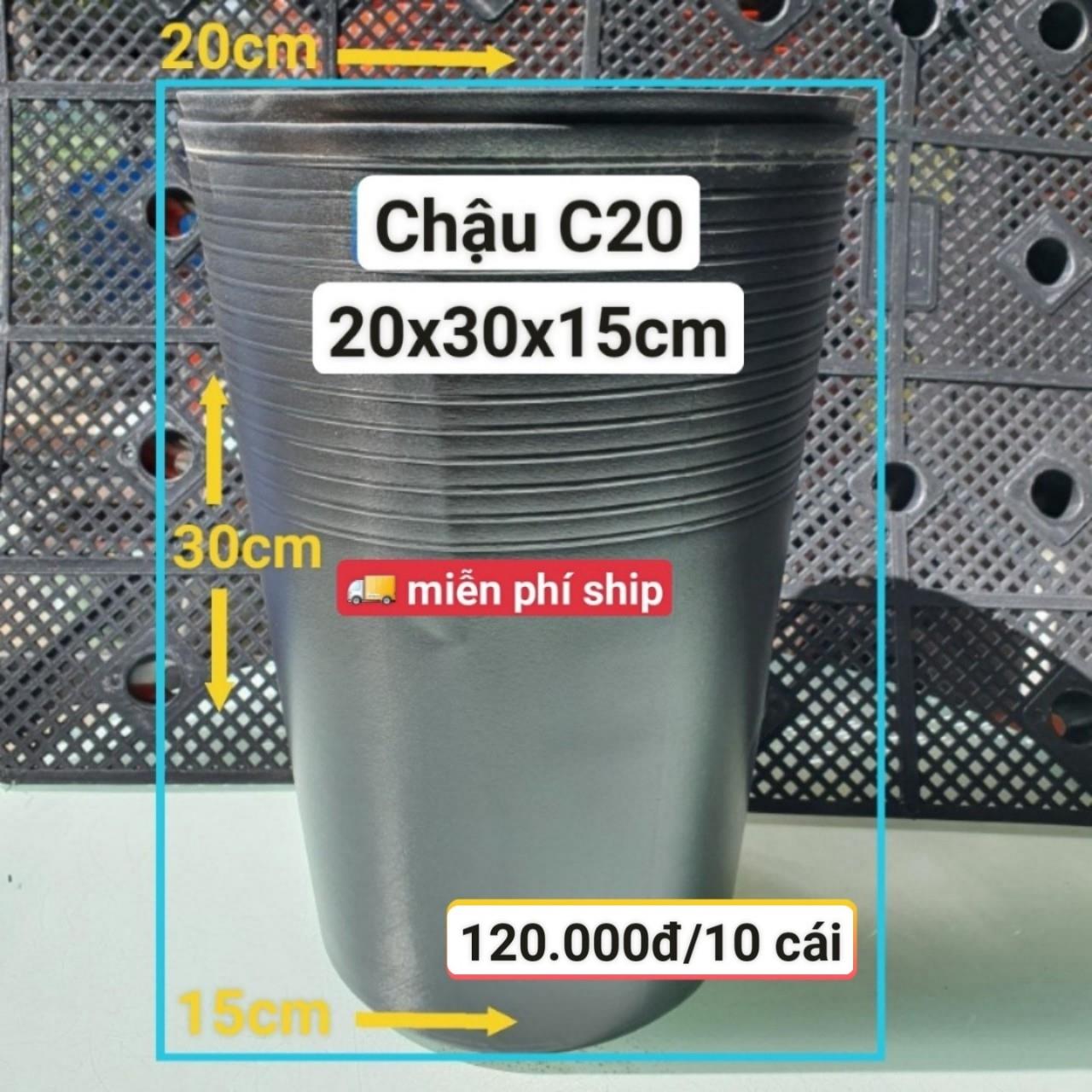 10 Chậu Ươm Cây Giống C20