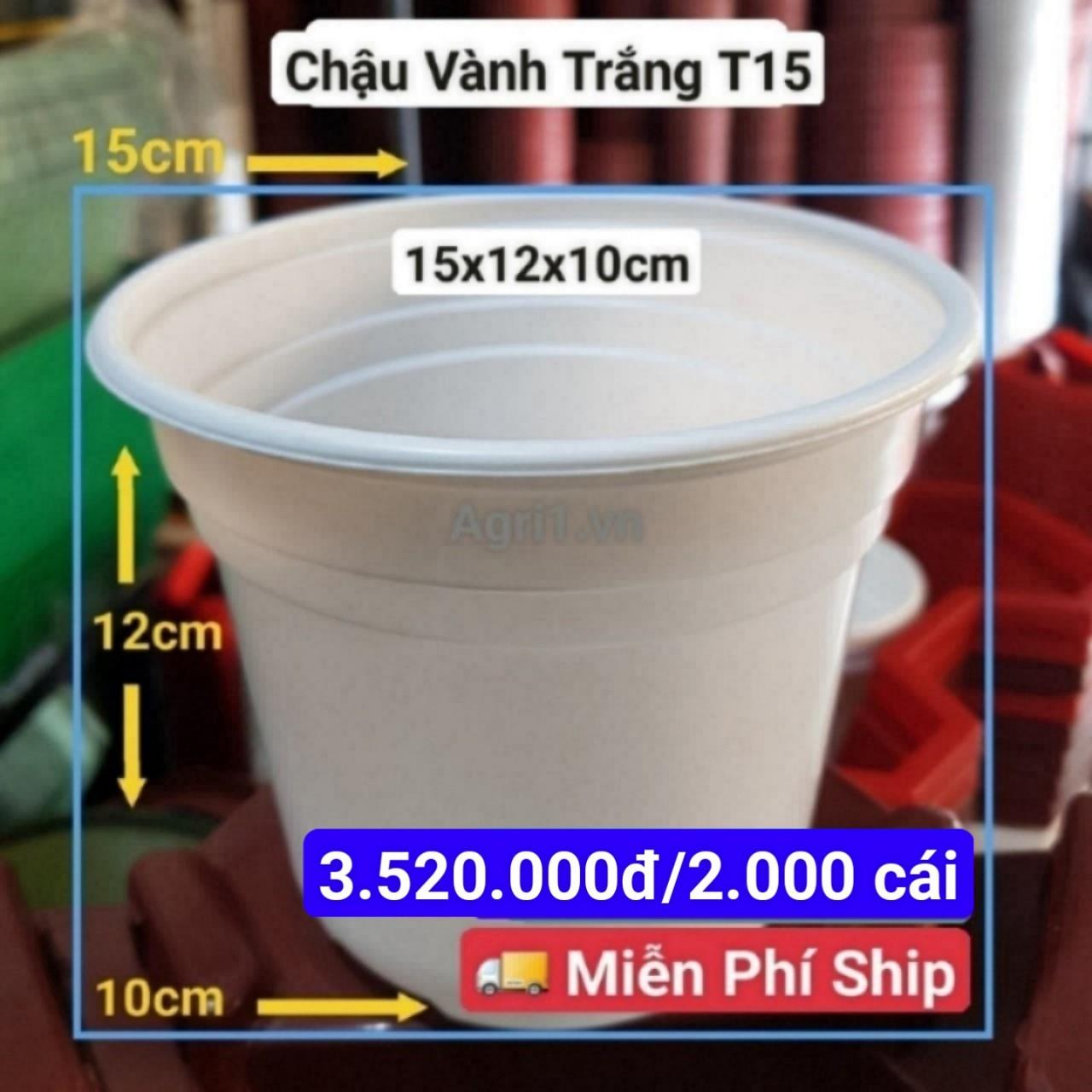 2000 Chậu Vành Trắng T15