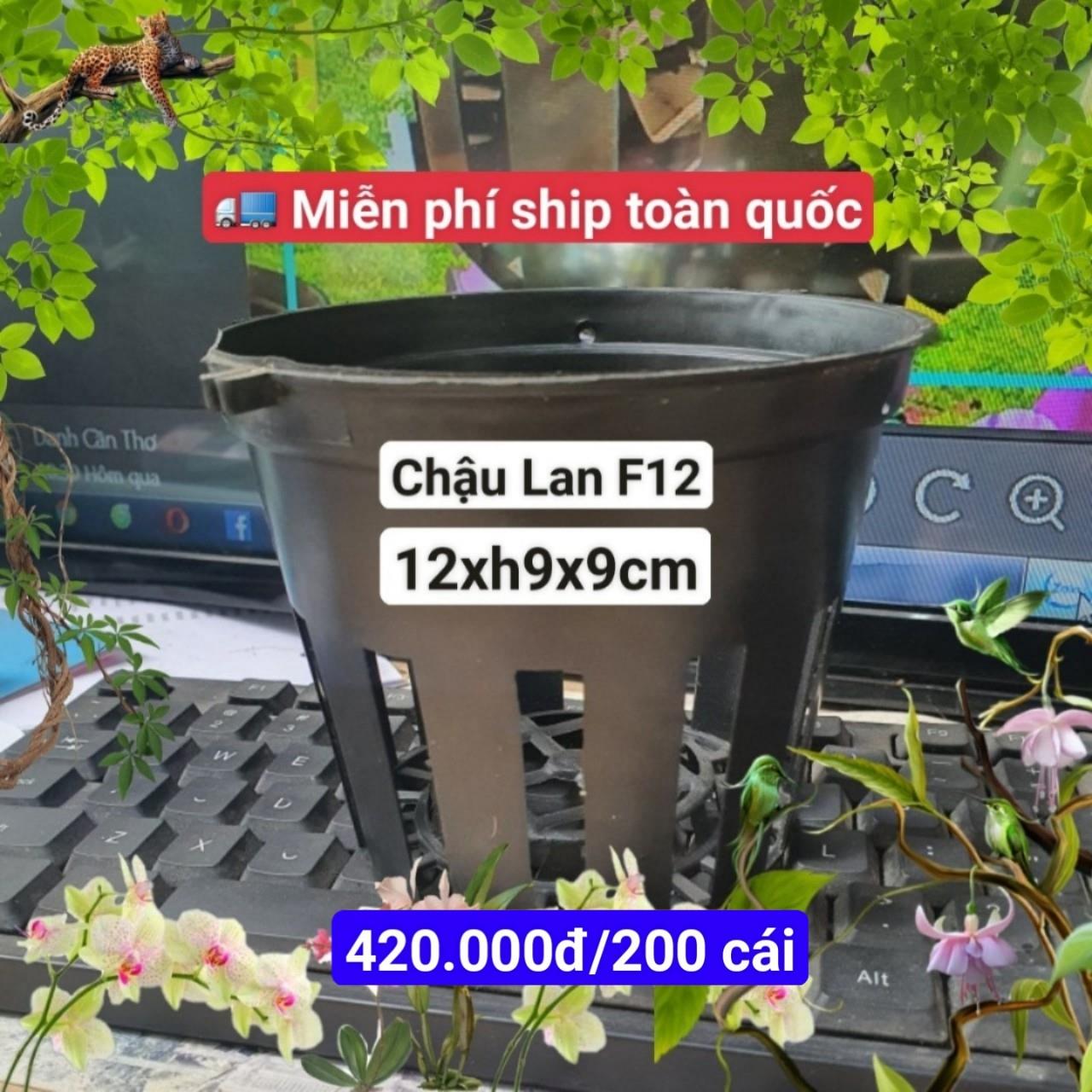 200 Chậu Lan Đen F12