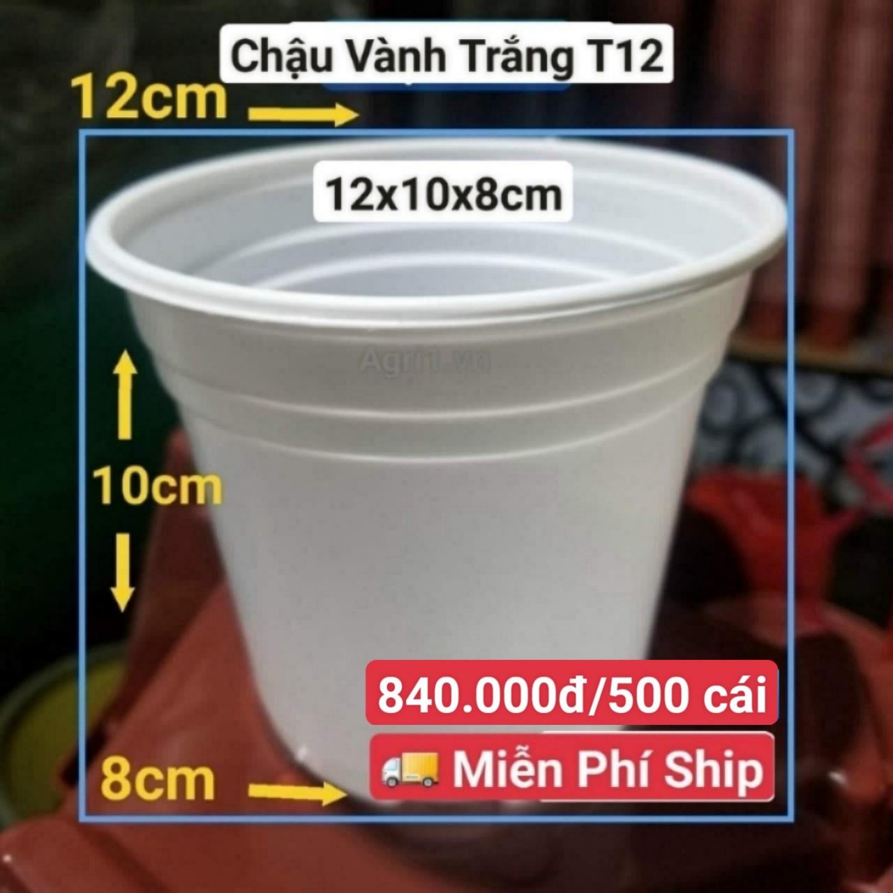 500 Chậu Vành Trắng T12