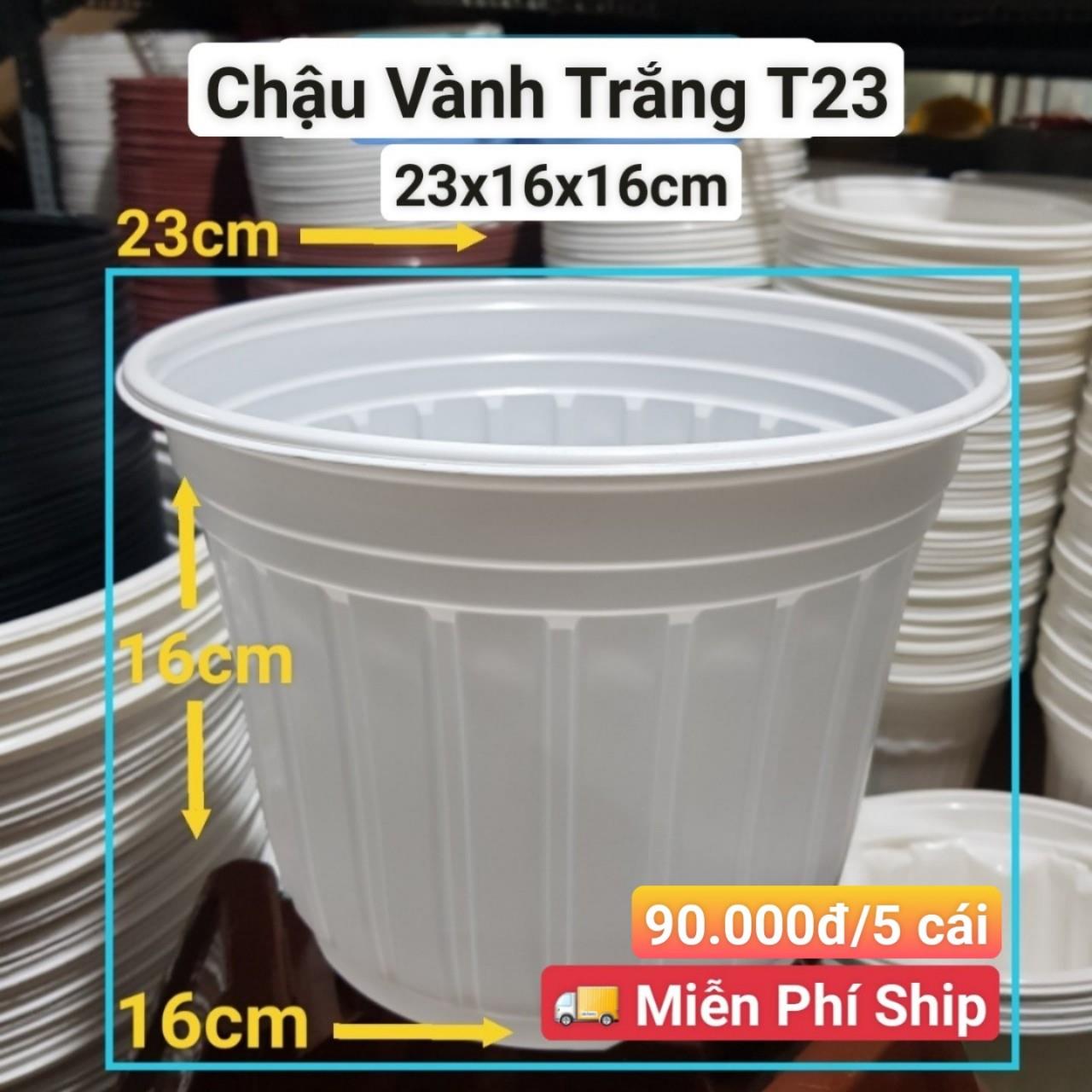 5 Chậu Vành Trắng T23