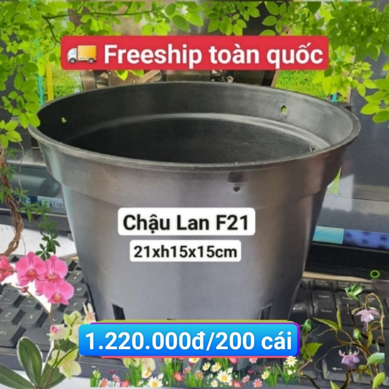 200 Chậu Lan Đen F21