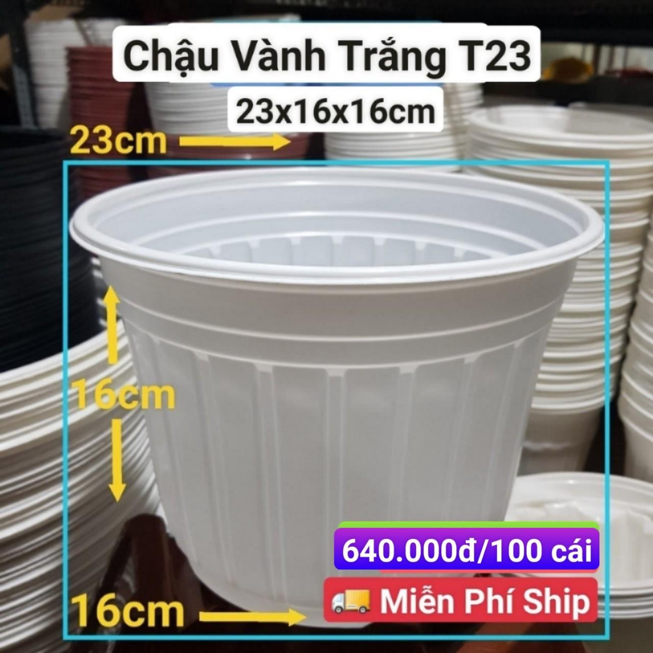 100 Chậu Vành Trắng T23
