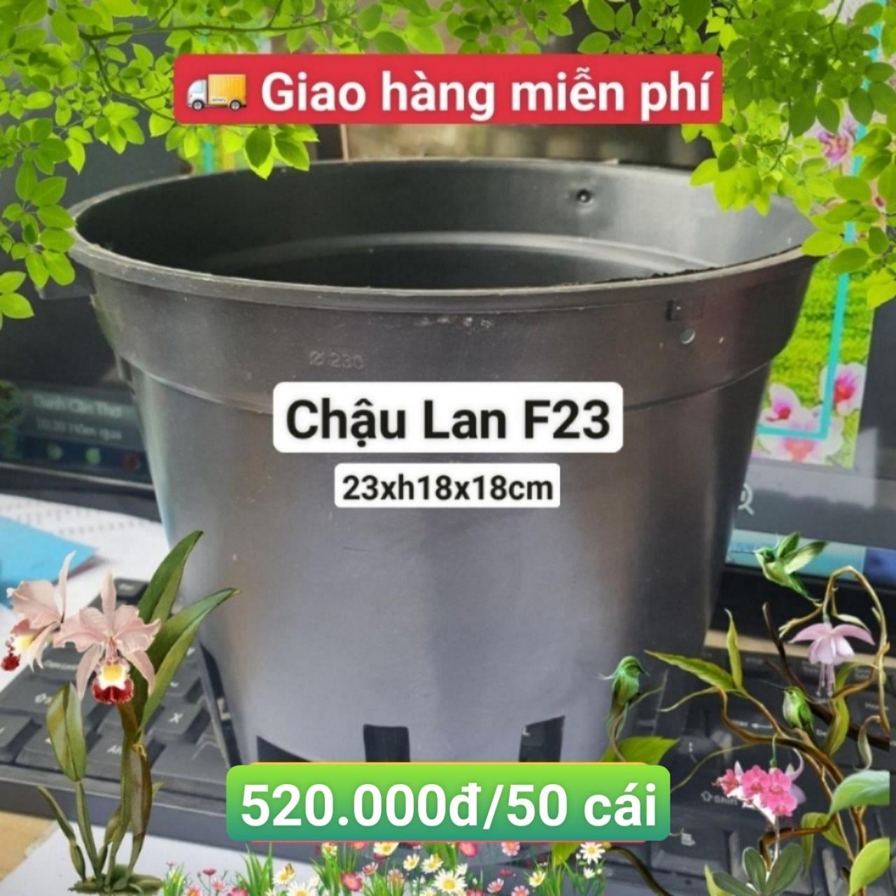 50 Chậu Lan Đen F23