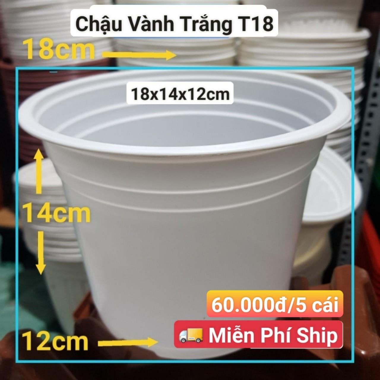 5 Chậu Vành Trắng T18