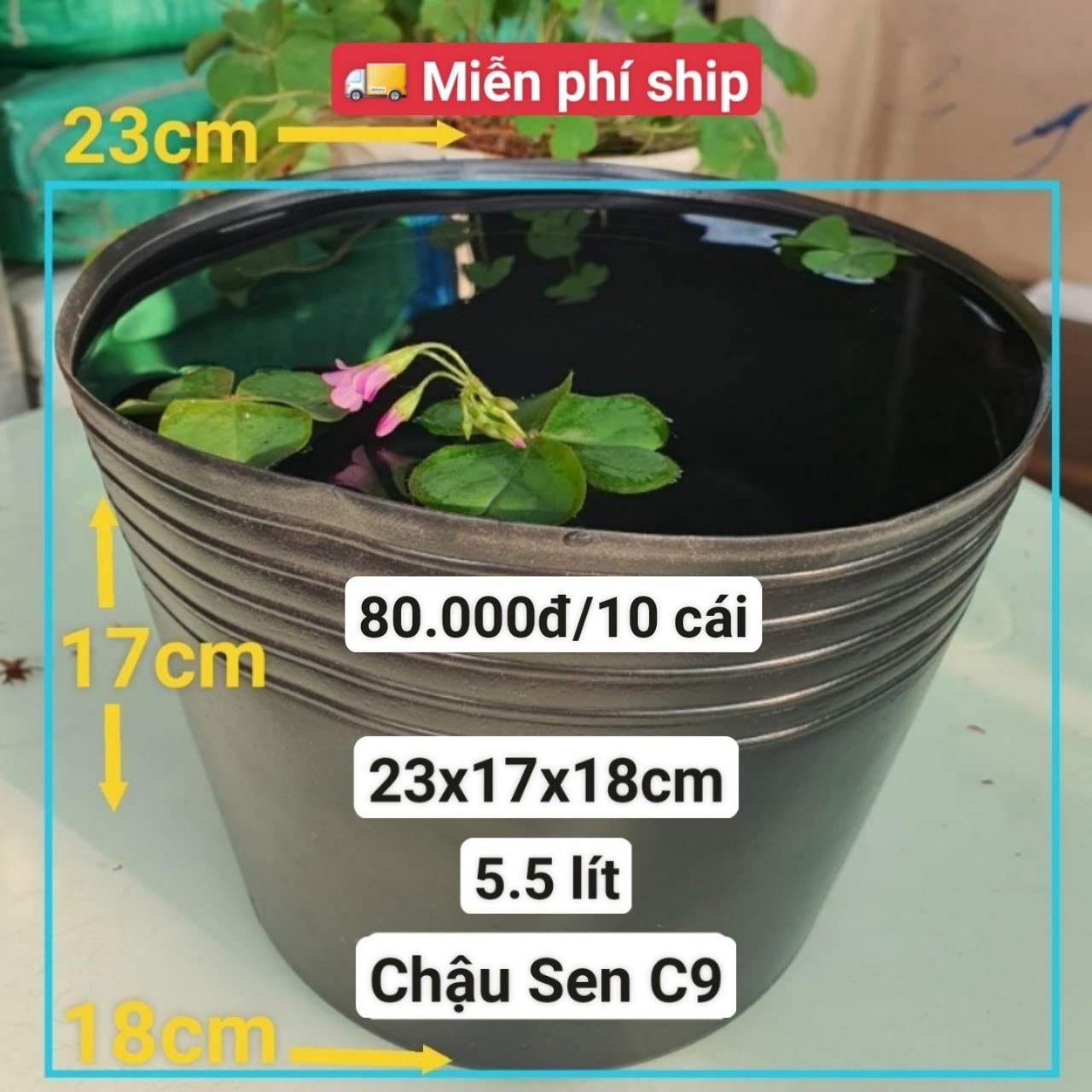 10 Chậu Nhựa Trồng Sen C9