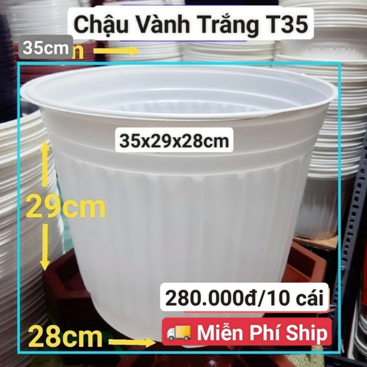 10 Chậu Vành Trắng T35