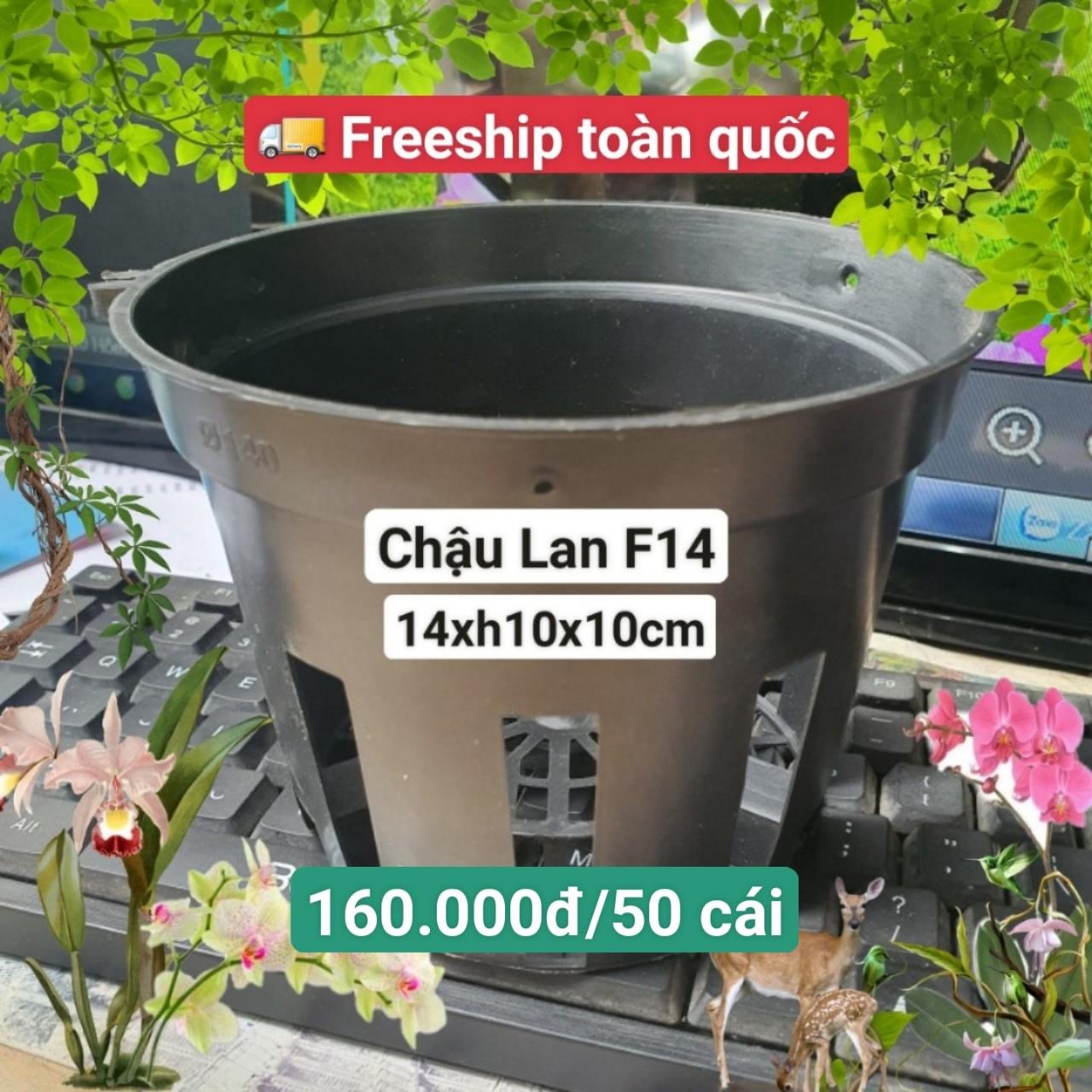 50 Chậu Lan Đen F14